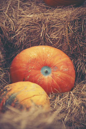 Giant pumpkin in vegetable farmsの写真素材