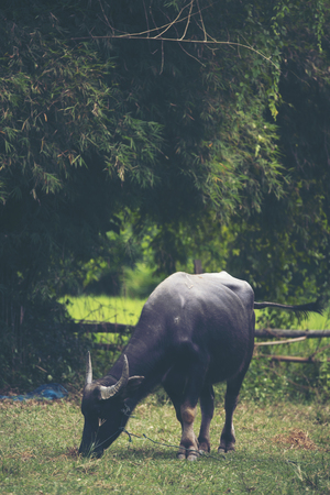 Thai water buffalo, vintage filter imageの写真素材