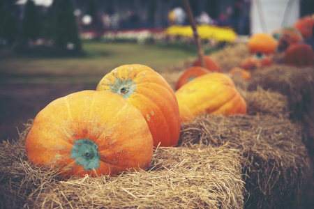 Giant pumpkin in vegetable farmsの写真素材