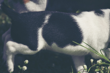 Cute puppies dog running in the meadow.の写真素材