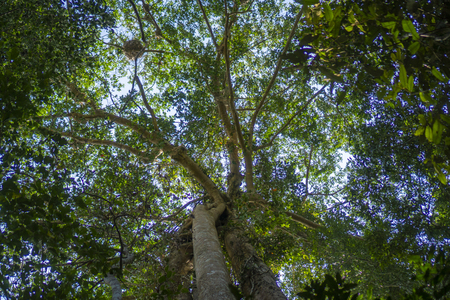 Big tree in tropical forest, nature sceneの写真素材