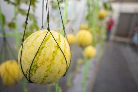Agricultural industry of watermelon cultivation in greenhousesの写真素材