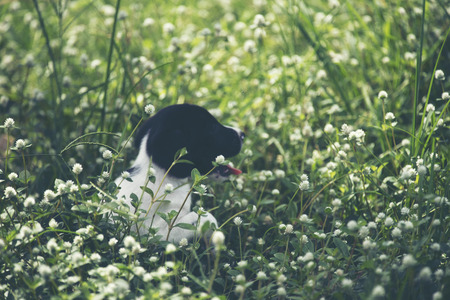 Cute puppies dog running in the meadow.の写真素材