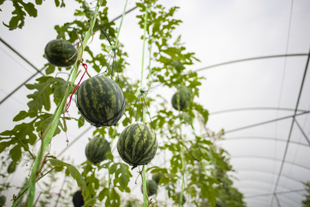 Agricultural industry of watermelon cultivation in greenhousesの写真素材