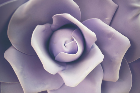 big rose for Valentine dayの写真素材