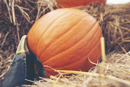 A giant pumpkin sits on the grass at a local produce farm. In the background is a farm wagon loaded...