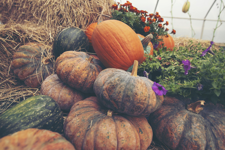A giant pumpkin sits on the grass at a local produce farm. In the background is a farm wagon loaded with pumpkins and gourdsの写真素材
