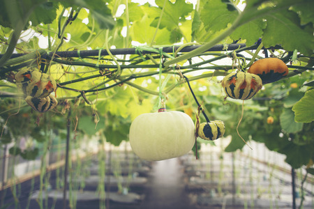 Fancy pumpkin in farmの写真素材