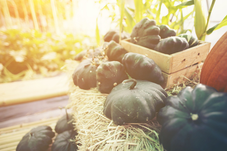 garden in the cafe, hotel garden, plant and flowerの写真素材