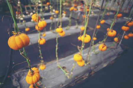 Fancy pumpkin in farmの写真素材