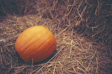 Giant pumpkin in vegetable farms