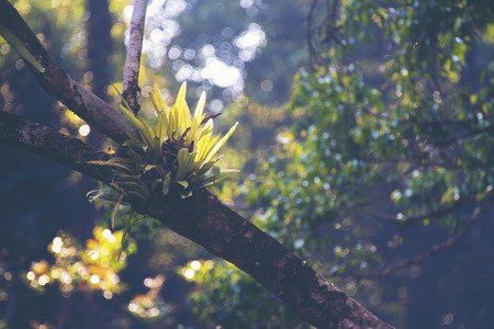 part of tropical forest, natural forest scene, vintage filter image
