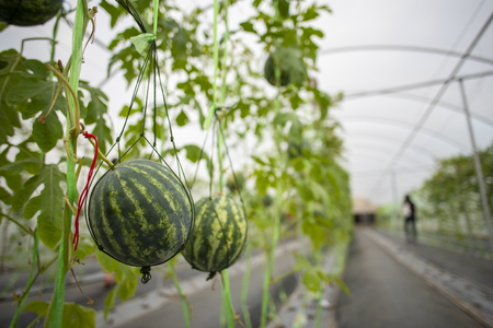 Agricultural industry of watermelon cultivation in greenhousesの写真素材