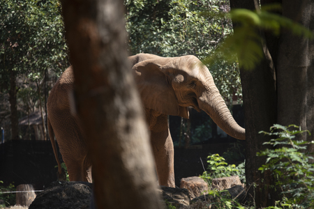 african elephant in zooの写真素材