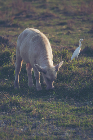 Albino buffalo, Asian water buffalo in paddy fieldの写真素材