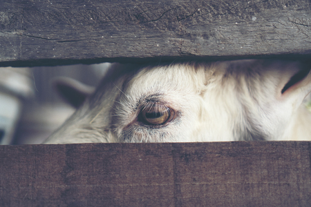 Goat's eyes, eyes that the animals communicateの写真素材