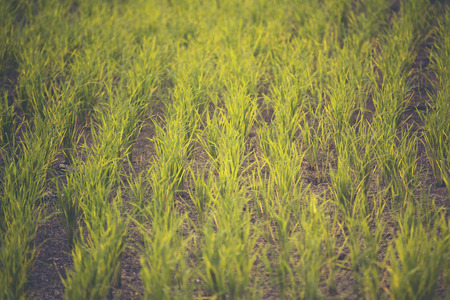 paddy field, rice field sunset