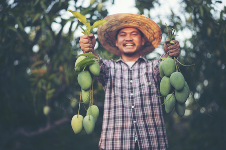 Young Asian farmer picking and show mango fruit in organic farmの写真素材