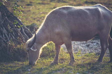 Albino buffalo, Asian water buffalo in paddy fieldの写真素材