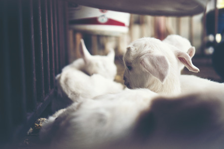 Goat's eyes, eyes that the animals communicateの写真素材