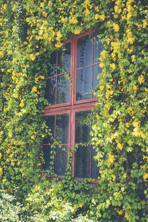 The house window covered with vines