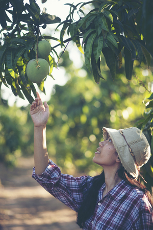 Farmers are checking mango quality.の写真素材