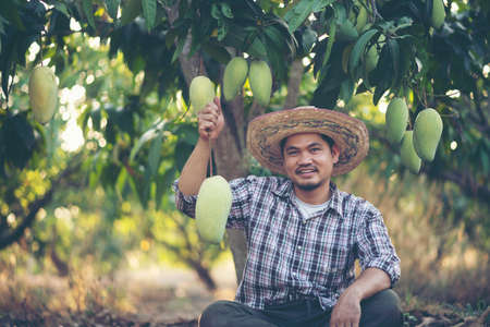 Young Asian farmer picking and show mango fruit in organic farm