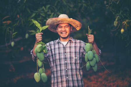 Young Asian farmer picking and show mango fruit in organic farmの写真素材
