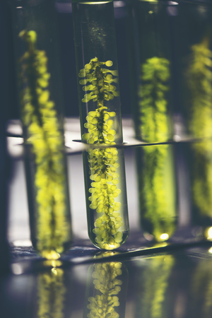 Test tubes with liquid, closeup in laboratoryの写真素材