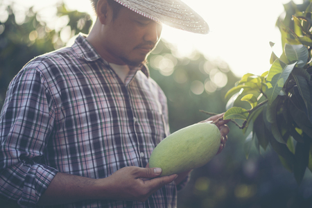 Farmers are checking mango quality.の写真素材