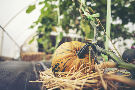 A giant pumpkin sits on the grass at a local produce farm. In the background is a farm wagon loaded with pumpkins and gourdsの写真素材