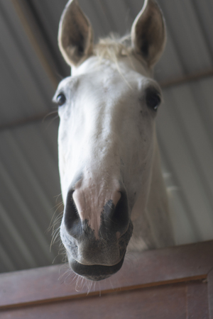 A portrait of white horse in stable behind cageの写真素材