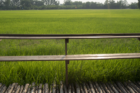 Bamboo bridge that stretches in the rice fieldsの写真素材