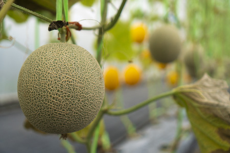 Melon cultivation in the greenhouseの写真素材