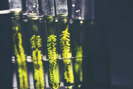 Photobioreactor in lab algae fuel biofuel industry. Algae fuelの写真素材