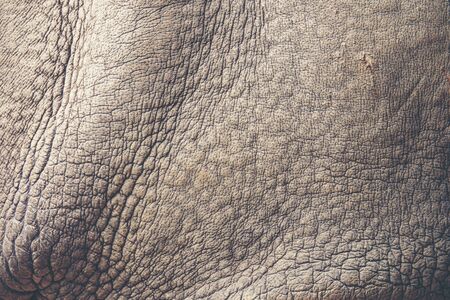 texture background of rhino skinの写真素材