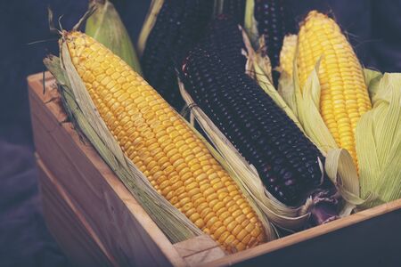 variety organic corn for foodの写真素材