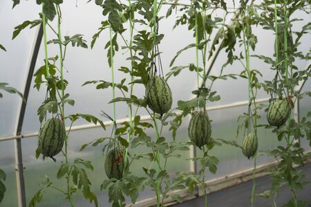 Experiments on growing plants in the house For educationの写真素材