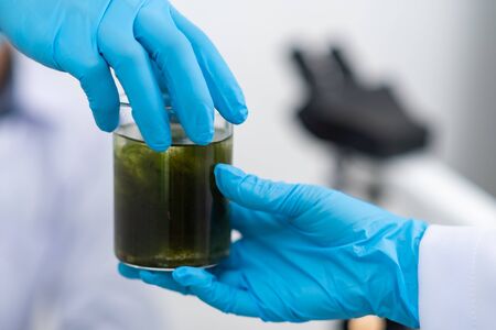 Photobioreactor in lab algae fuel biofuel industry. Algae fuel o