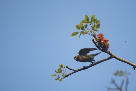 Birds are living in nature.
