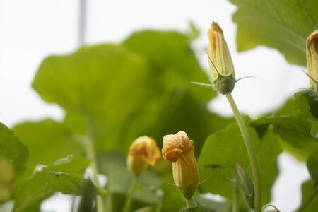 Organic vegetables for good healthの写真素材