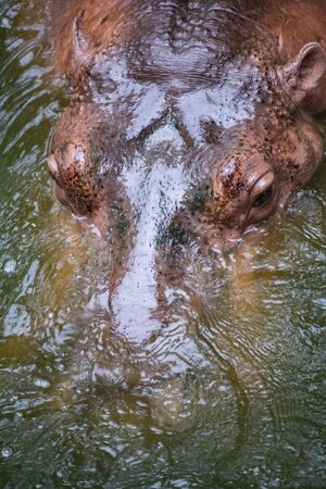 Big hippo in the waterの写真素材