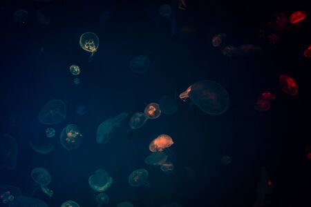 Sea Moon jellyfish with blue light backgroundの写真素材