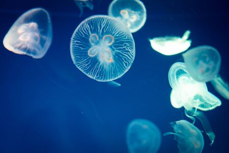 jellyfish in blue water, sea lifeの写真素材