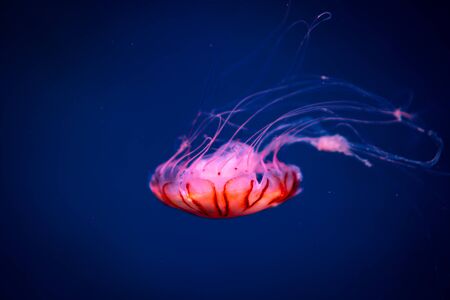 jellyfish in blue water, sea life