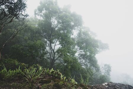 view of tropical forest, Khao Yai National Park, Thailandの写真素材