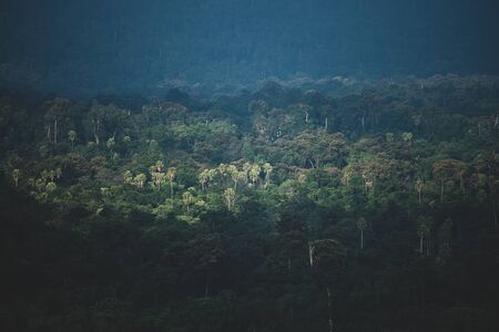 view of tropical forest, Khao Yai National Park, Thailandの写真素材