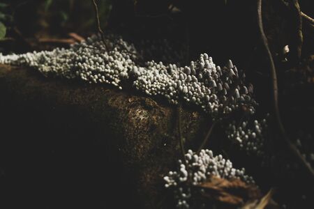 view of tropical forest, Khao Yai National Park, Thailandの写真素材