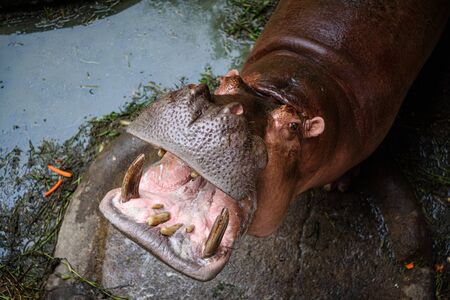 The hippo is opening his mouth to eat, Hippopotamus; Hippoの写真素材