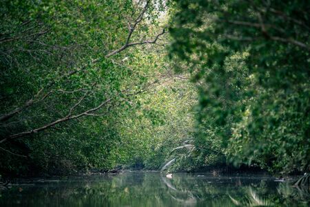 tropical forest with river, mangrove forestの写真素材